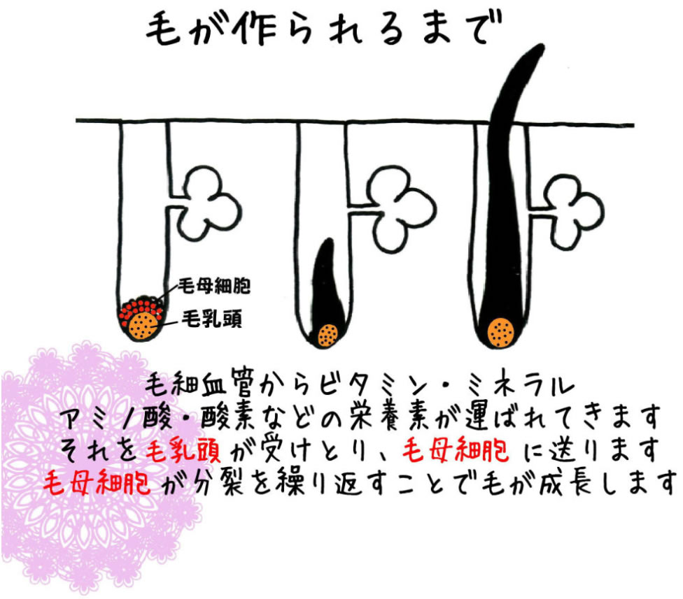 毛が作られるまで