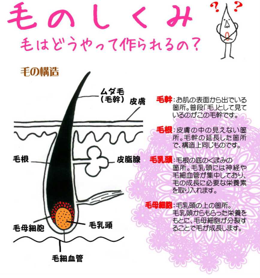 毛のしくみ